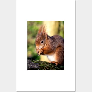 Red Squirrel Posters and Art